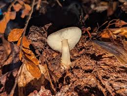 Attēlu rezultāti vaicājumam “Pohlia wahlenbergii sporophyte”