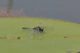 Attēlu rezultāti vaicājumam “Leucorrhinia caudalis”