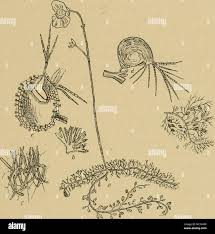 Attēlu rezultāti vaicājumam “Utricularia x neglecta bud”