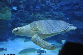 Image result for Lepidochelys olivacea