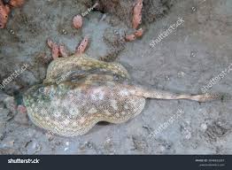 Image result for Hypanus sabinus