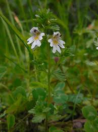 Attēlu rezultāti vaicājumam “Euphrasia”