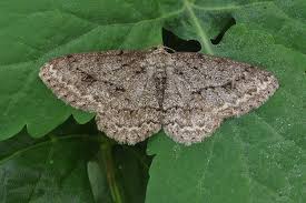 Attēlu rezultāti vaicājumam “Ectropis crepuscularia”