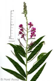 Attēlu rezultāti vaicājumam “Epilobium angustifolium fruit”