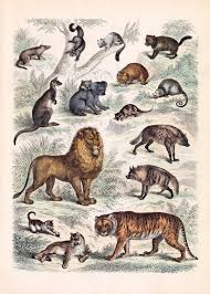 Attēlu rezultāti vaicājumam “Carnivora”