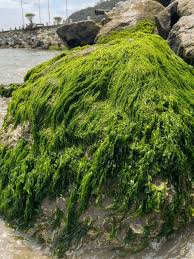 Attēlu rezultāti vaicājumam “Chlorophyta”