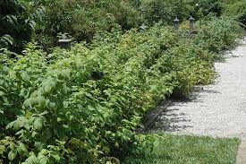 Attēlu rezultāti vaicājumam “Rubus idaeus”