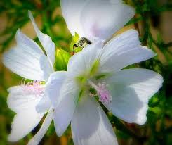 Attēlu rezultāti vaicājumam “Malva moschata alba”