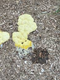 Attēlu rezultāti vaicājumam “Fuligo luteonitens spores”