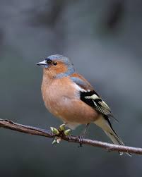 Attēlu rezultāti vaicājumam “Fringilla coelebs male”