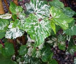 Attēlu rezultāti vaicājumam “Ampelopsis glandulosa var. brevipedunculata”