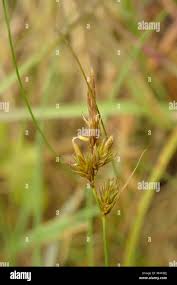 Attēlu rezultāti vaicājumam “Carex arenaria  flower”