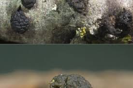 Attēlu rezultāti vaicājumam “Sporophagomyces chrysostomus”