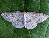 Attēlu rezultāti vaicājumam “Cyclophora albipunctata”