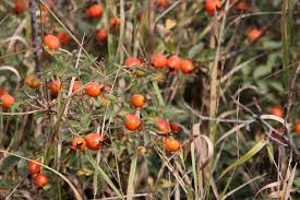 Attēlu rezultāti vaicājumam “Rosa subcanina fruit”