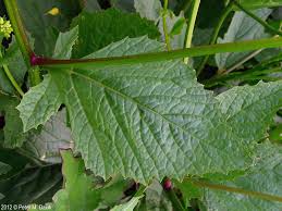 Attēlu rezultāti vaicājumam “Sinapis arvensis”