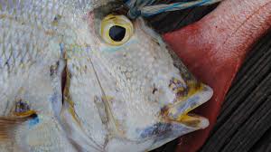 Image result for Calamus nodosus