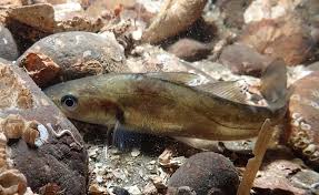 Image result for Microgadus tomcod