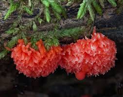 Attēlu rezultāti vaicājumam “Tubifera ferruginosa (subsp. ferruginosa) macro”