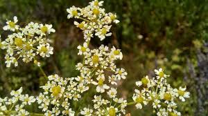 Image result for Chaerophyllum aureum