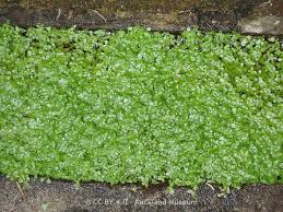 Attēlu rezultāti vaicājumam “Callitrichaceae”