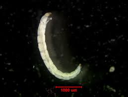 Attēlu rezultāti vaicājumam “Orthosia sp. larva”