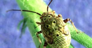 Attēlu rezultāti vaicājumam “Lygus nymph”