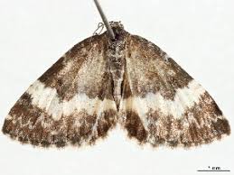 Attēlu rezultāti vaicājumam “Spargania luctuata”