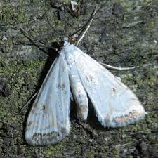 Attēlu rezultāti vaicājumam “Cataclysta lemnata”