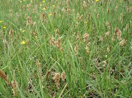 Attēlu rezultāti vaicājumam “Carex disticha”