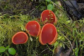 Attēlu rezultāti vaicājumam “Sarcoscypha austriaca var. lutea”