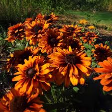Image result for Rudbeckia