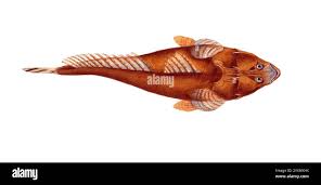 Image result for Platycephalus richardsoni