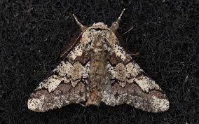 Attēlu rezultāti vaicājumam “Biston strataria”