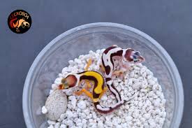 Attēlu rezultāti vaicājumam “Lycogala exiguum aggr.”