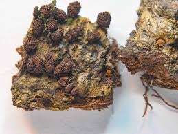 Attēlu rezultāti vaicājumam “Comatricha sp.”