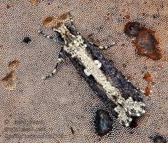 Attēlu rezultāti vaicājumam “Scardia boletella”