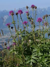 Attēlu rezultāti vaicājumam “Centaurea scabiosa”