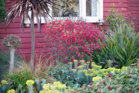 Attēlu rezultāti vaicājumam “Ribes nigrum flower”
