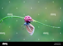 Attēlu rezultāti vaicājumam “Agrodiaetus damon”