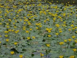 Image result for Seekanne