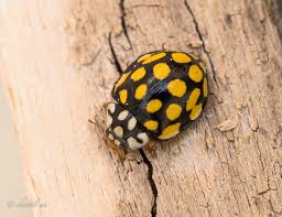 Attēlu rezultāti vaicājumam “Sospita vigintiguttata”