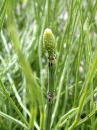 Attēlu rezultāti vaicājumam “Equisetum pratense”