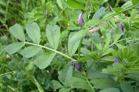 Attēlu rezultāti vaicājumam “Vicia sylvatica bud”