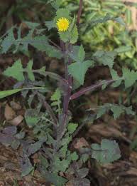 Attēlu rezultāti vaicājumam “Sonchus oleraceus”