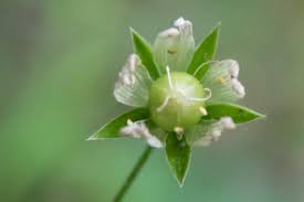 Attēlu rezultāti vaicājumam “Grypocoris sexguttatus imago”