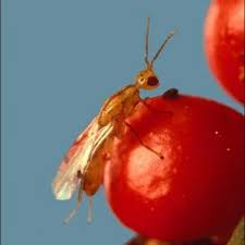 Attēlu rezultāti vaicājumam “Torymidae”