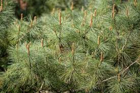 Attēlu rezultāti vaicājumam “Pinus pumila”