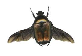 Attēlu rezultāti vaicājumam “Potosia cuprea”