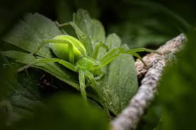 Attēlu rezultāti vaicājumam “Micrommata virescens”